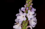 Narrowleaf vervain